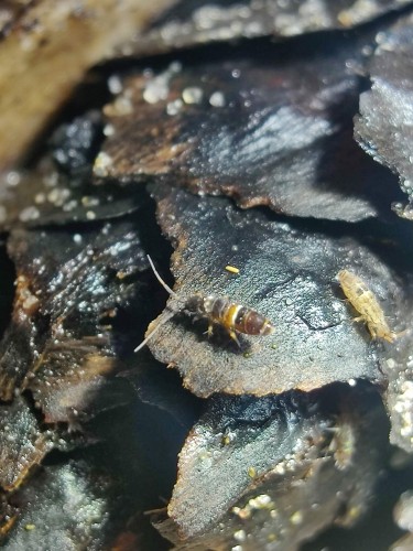 Collemboles Orchesella cincta avec bande blanche sur l'abdomen sur substrat d'écorce.
