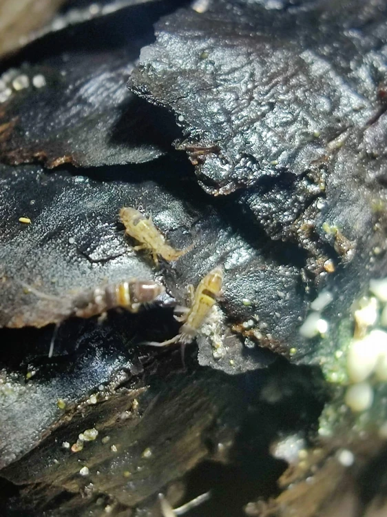 Collemboles Orchesella cincta se nourrissant sur un morceau d'écorce.