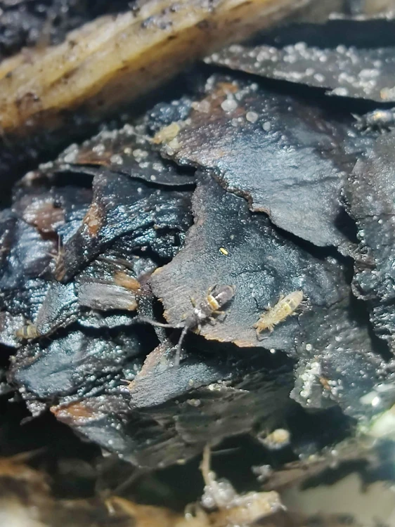 Gros plan vu du dessus d'un collembole Orchesella cincta avec anneau abdominal blanc sur fond noir.