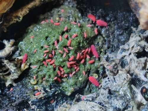 Mass culture of intensely red Lobella Thai Red springtails on green medium.