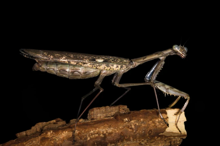 Polyspilota aeruginosa