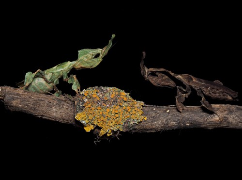 Phyllocrania paradoxa - modliszka liściogłowa.