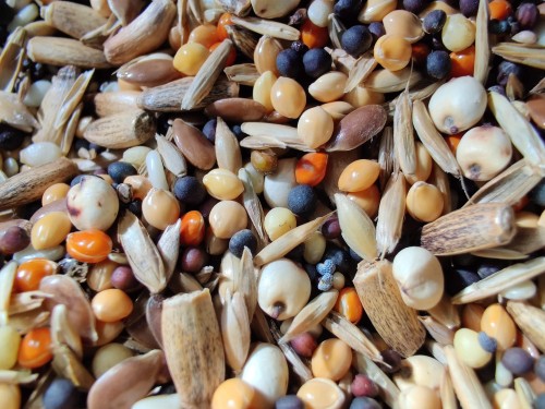 Close-up of a nutritious seed mix designed for harvester ants like Messor.