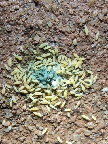 Collemboles jaune vif Ceratophysella sunflower regroupés autour de nourriture sur le sol.