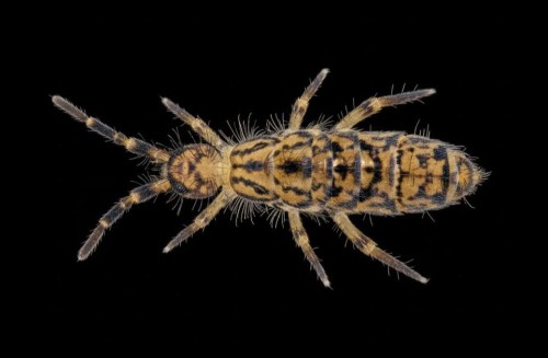 Collembole velu à motifs Orchesella villosa sur fond noir.