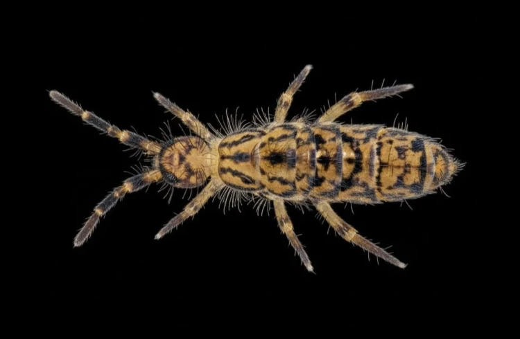 Collembole velu à motifs Orchesella villosa sur fond noir.