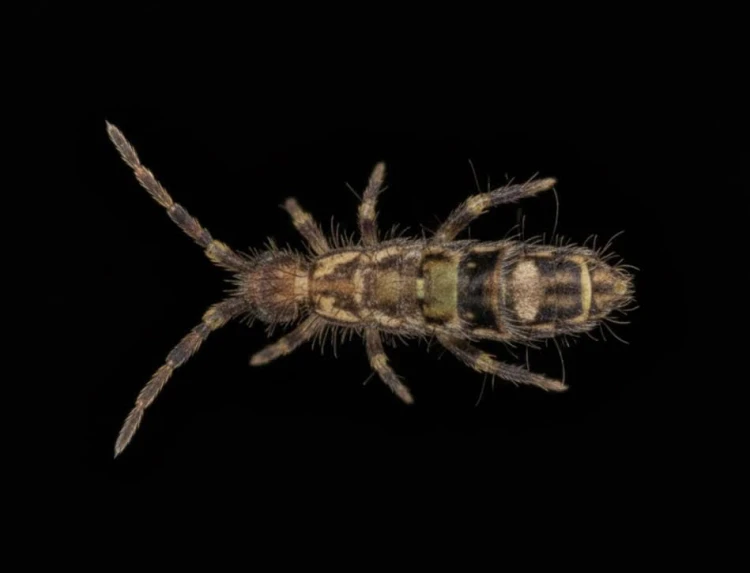 Orchesella flavescens - Nipchlica Ogrodowa