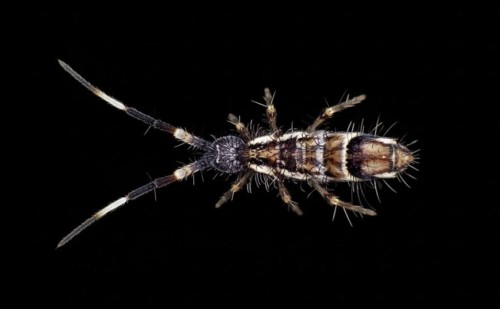 Collembole miel Orchesella flavescens avec bandes noires sur fond noir.