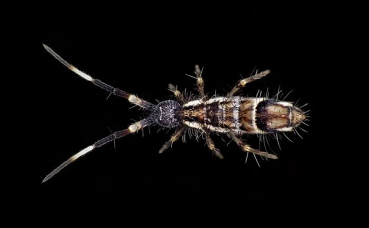 Collembole miel Orchesella flavescens avec bandes noires sur fond noir.