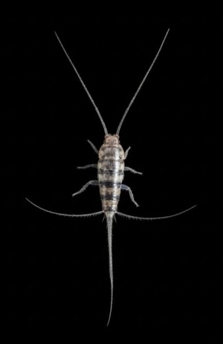Thermobie Thermobia domestica avec de longues antennes sur fond noir.