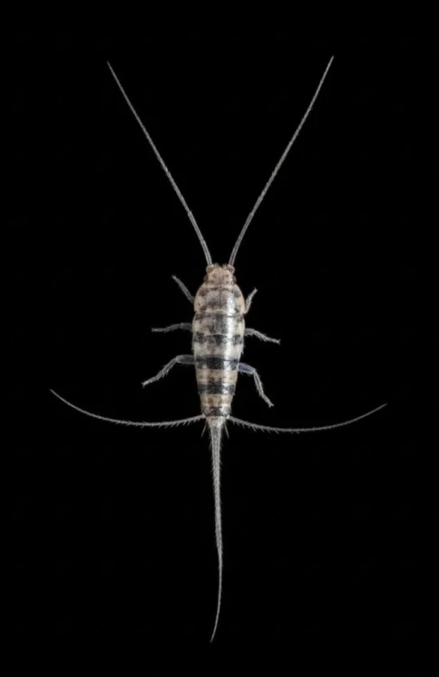 Thermobie Thermobia domestica avec de longues antennes sur fond noir.