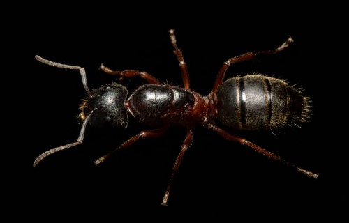 Mrówka camponotus herculeanus.