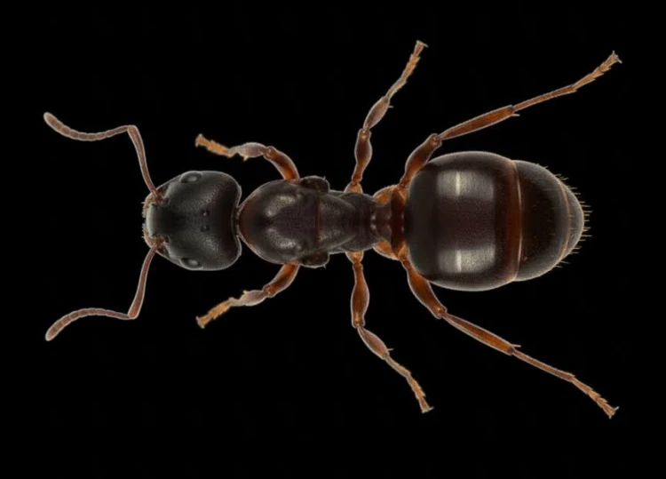Aphaenogaster kurdica
