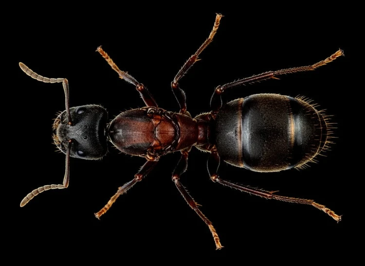 Camponotus angusticollis