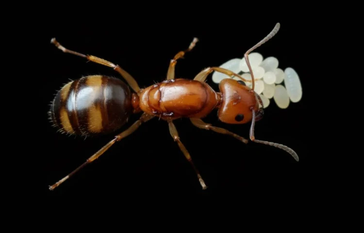 Mrówka camponotus maculatus subnudus.