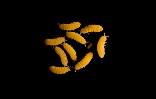 Collemboles jaune vif Yuukianura aphoruroides Bright sur fond noir.
