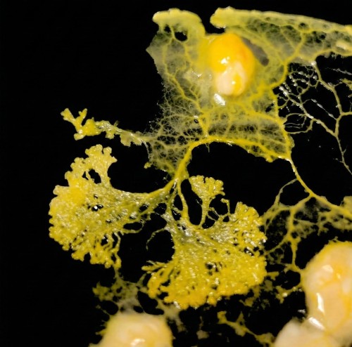 Jaskrawożółty śluzowiec Physarum polycephalum Day Walker tworzący sieć plasmodium na czarnym tle.