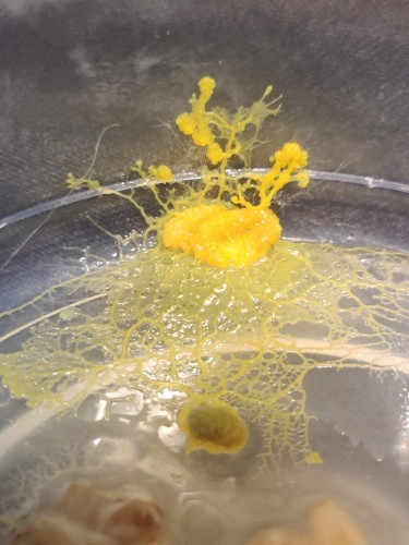 Śluzowiec Physarum polycephalum Day Walker