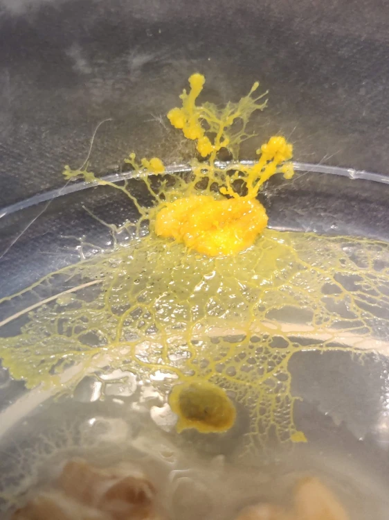 Myxomycète jaune vif Physarum polycephalum Day Walker se développant dans un récipient d'élevage.