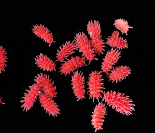 Kolczaste jaskrawoczerwone skoczogonki Rambutanura sp. Thai Red Spiky na czarnym tle.