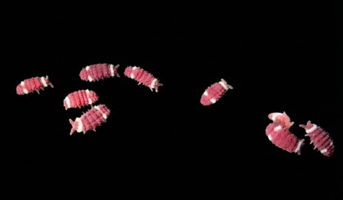 Collemboles rouge et blanc Neanuridae sp. Santa Claus avec bandes blanches sur fond noir.