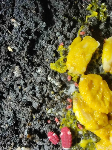 Myxomycète jaune sur substrat avec de petits collemboles rouges se nourrissant dessus.