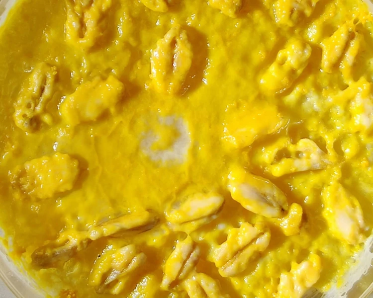 Myxomycète jaune se développant sur gélose nutritive dans une boîte de culture.