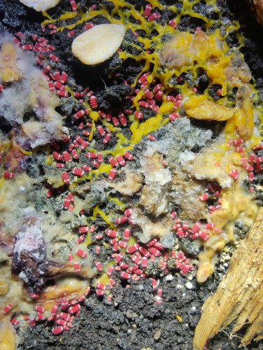 Culture de collemboles rouge et blanc Neanuridae sp. Santa Claus sur substrat humide.