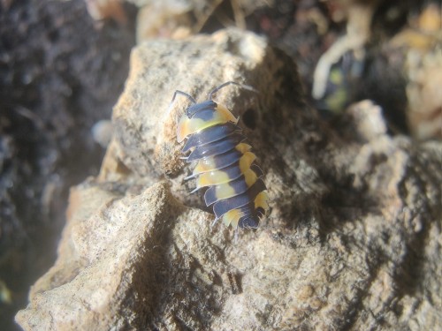 Merulanella yellow pastel