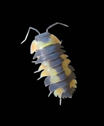 Merulanella yellow pastel