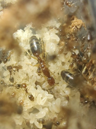 Colonie de Trichomyrmex destructor avec reine brune et ouvrières sur un énorme tas d'œufs blancs, larves et pupes