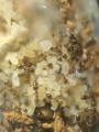 Trichomyrmex destructor
