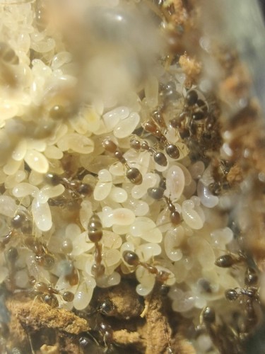 Gros plan sur le couvain de Trichomyrmex destructor – grappe de pupes et larves blanches dans le nid