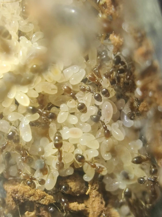 Gros plan sur le couvain de Trichomyrmex destructor – grappe de pupes et larves blanches dans le nid