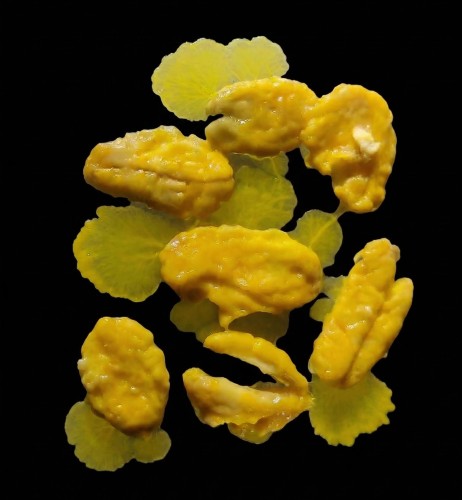 Fragment de myxomycète jaune sur fond noir.