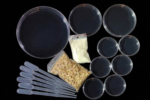 Fanatyk Śluzowca Zestaw Hodowlany