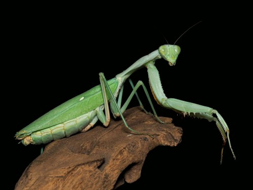Mante bouclier verte Rhombodera kirbyi avec pronotum élargi sur bois sur fond noir.
