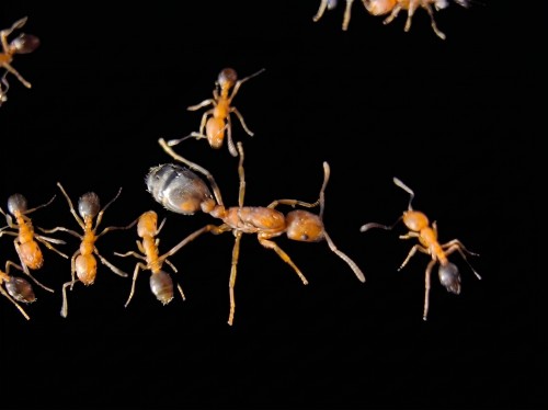 Colony of Monomorium bicolor with queen and tiny bright orange workers on dark background