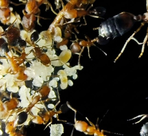Colony of Monomorium bicolor surrounding a large cluster of white eggs and larvae
