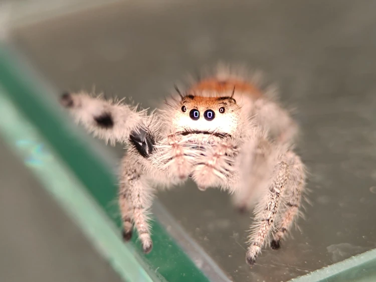 Phidippus regius Florida