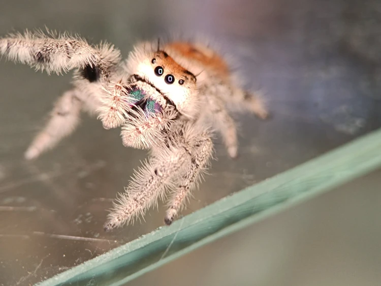 Phidippus regius Florida