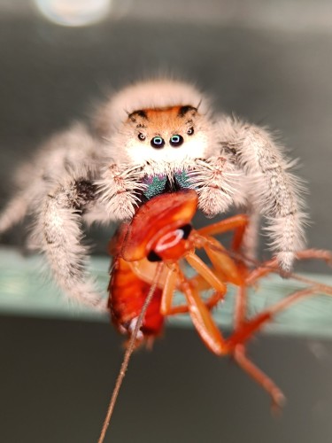Phidippus regius Florida