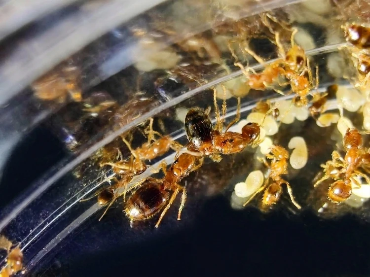 Colonie de fourmis Erromyrma (ex. Monomorium) latinodis avec couvain dans une boîte