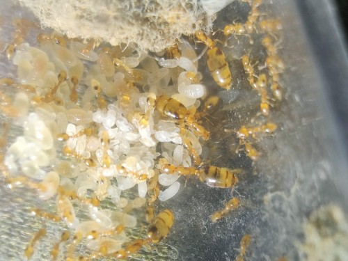 Kolonia Monomorium hiten z bursztynowo-złotymi królowymi i robotnicami na pakiecie jaj i larw