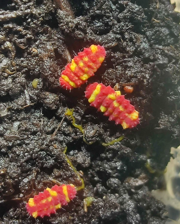 Neanuridae sp. "McDo"