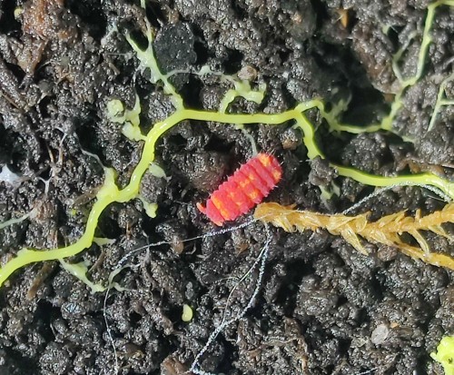 Neanuridae sp. "Jollibee"