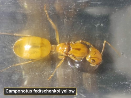 Reine Camponotus fedtschenkoi en variante de couleur rare yellow