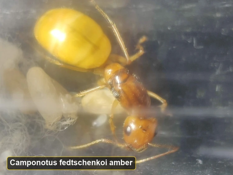 Queen Camponotus fedtschenkoi in rare amber color morph