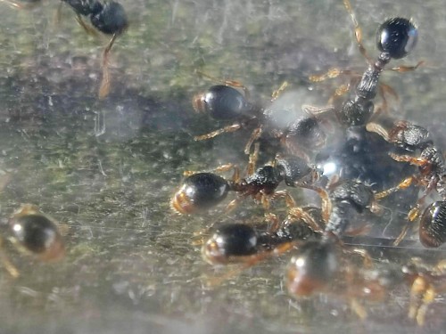 Fascynujące robotnice Myrmecina graminicola o rzeźbionym pancerzu spacerujące po gładkiej powierzchni.