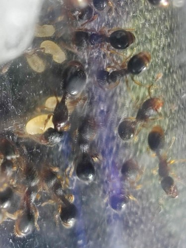 Reine attentionnée et ouvrières Myrmecina graminicola s'occupant de leur couvain près d'un coton humide.